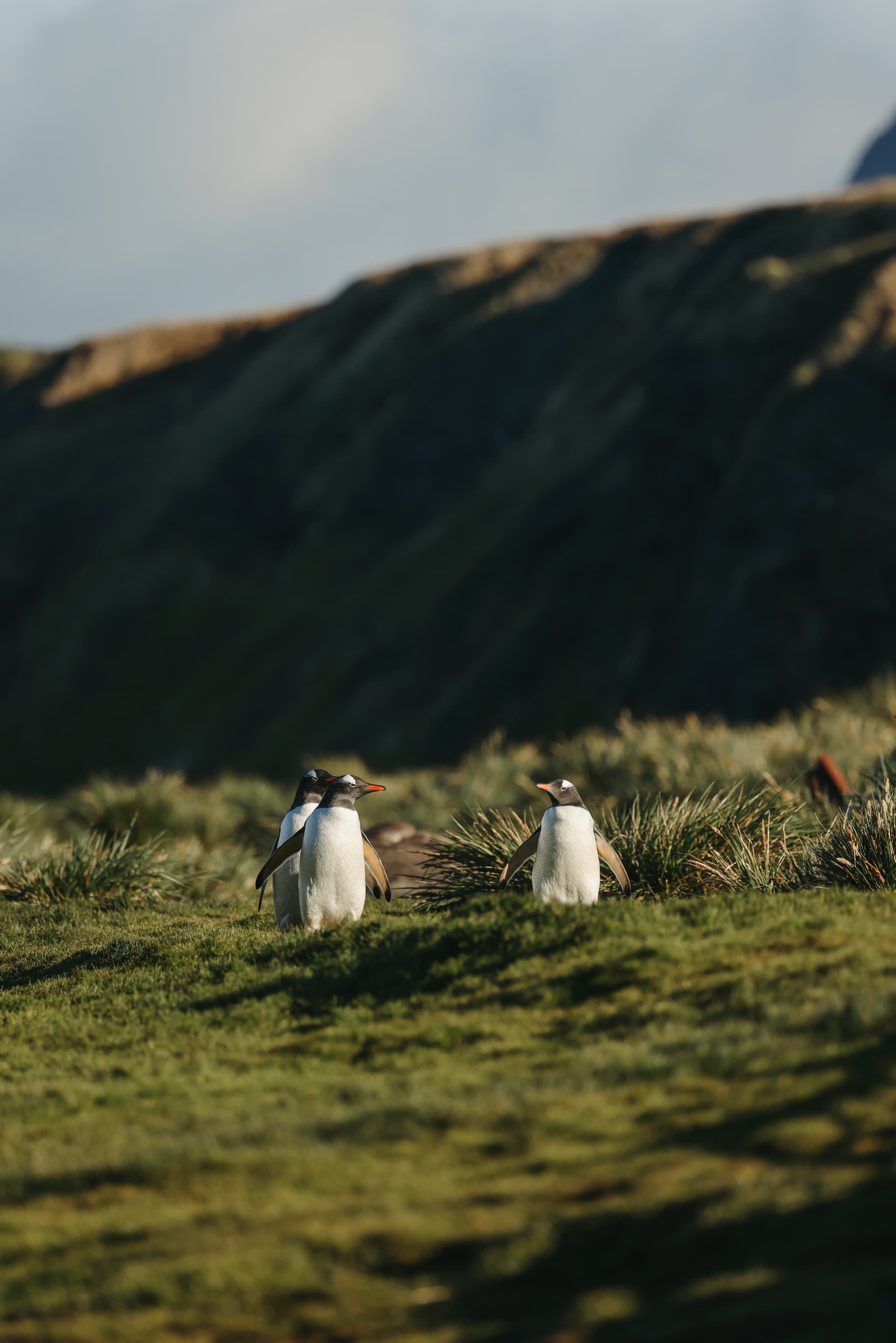Penguins in Antarctica